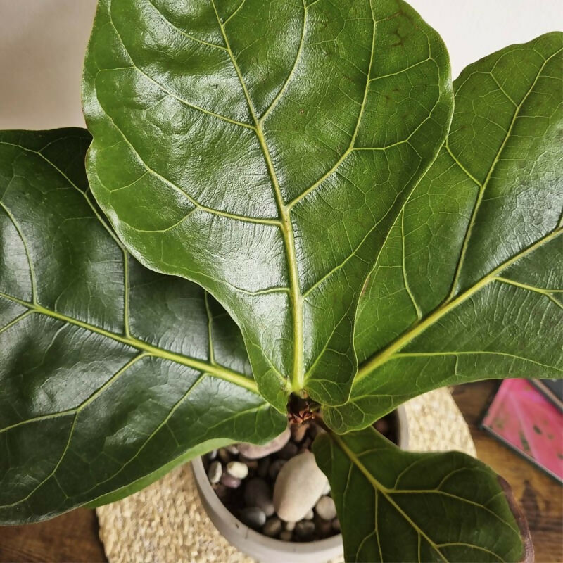 Ficus Lyrata 1