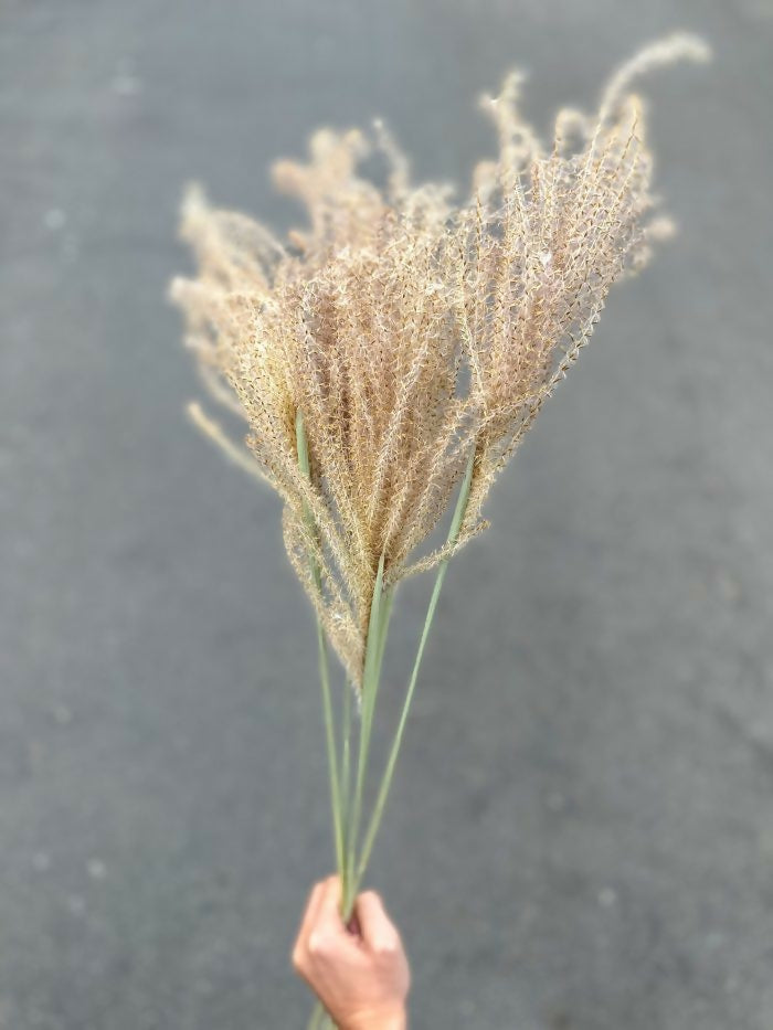 Miscanthus